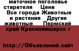 маточное поголовье старателя  › Цена ­ 2 300 - Все города Животные и растения » Другие животные   . Пермский край,Красновишерск г.